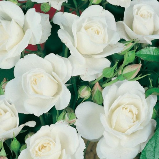 Le rosier "fée des neiges" ou "iceberg" - Les Doigts Fleuris