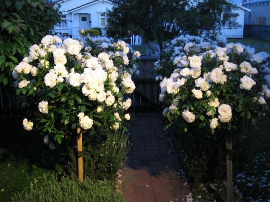 Le rosier "fée des neiges" ou "iceberg" - Les Doigts Fleuris