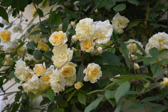 Le rosier Mavern Hills - Les Doigts Fleuris