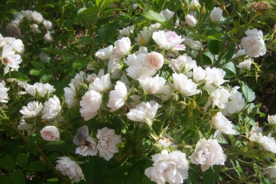 Le rosier White Grootendorst - Les Doigts Fleuris