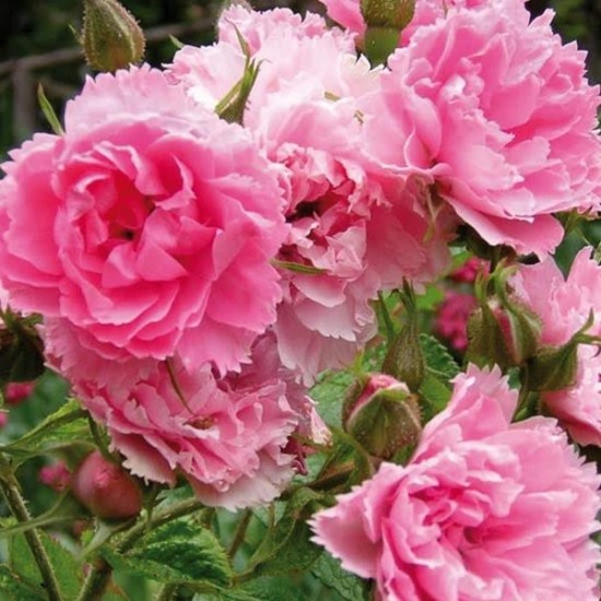 Le rosier Pink Grootendorst - Les Doigts Fleuris