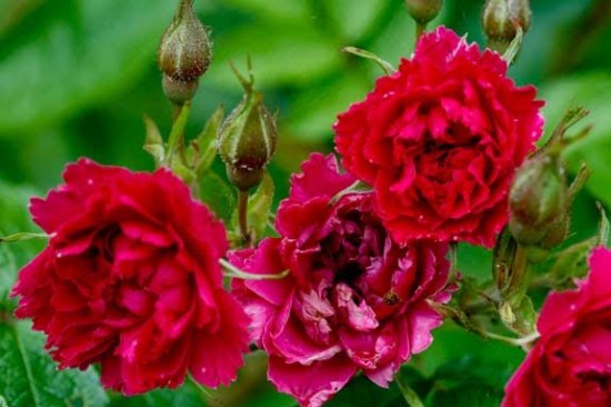 Le rosier Red Grootendorst - Les Doigts Fleuris
