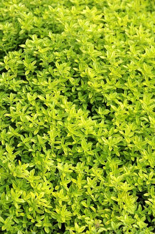 Le thym citron : un parfum et un goût à découvrir ! - Les Doigts Fleuris