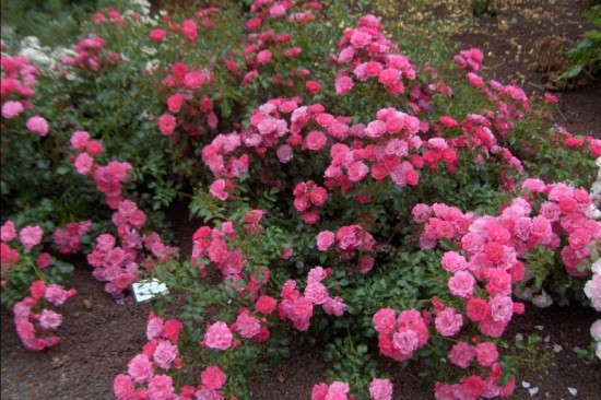 Connaître les plantes - Les décorosiers - Les Doigts Fleuris