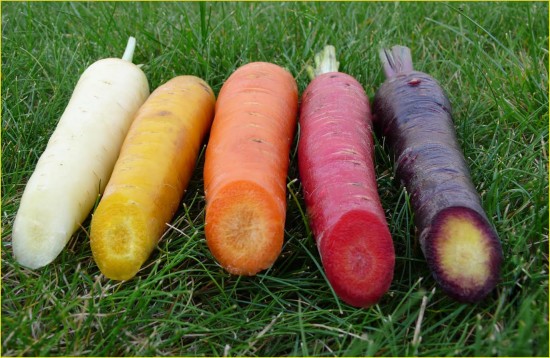 Les carottes multicolores nous régalent et diversifient le potager ! - Blog Jardin