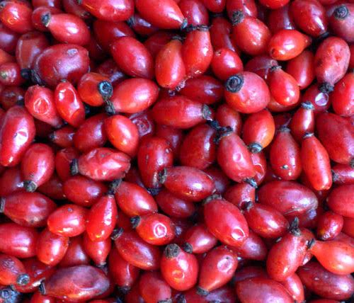 cynorhodon - Les doigts fleuris