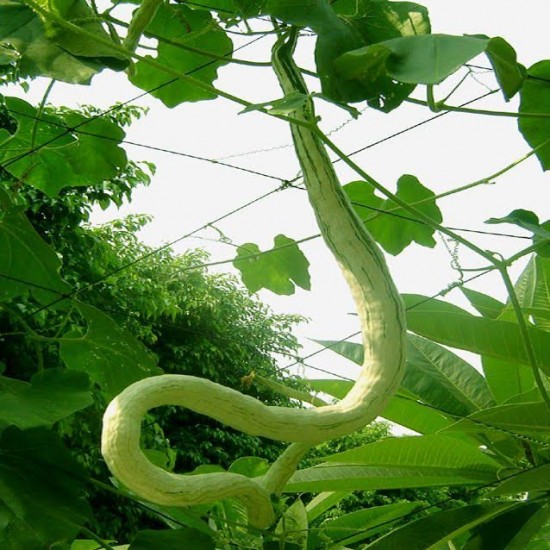 La Trichosanthes Cucumerina - La Courge Serpent - Les Doigts Fleuris