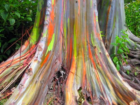 Eucalyptus Deglupta ou Eucalyptus Arc-en-ciel- Les Doigts Fleuris