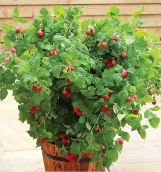 Le framboisier mini « Ruby Beauty » - Les Doigts Fleuris