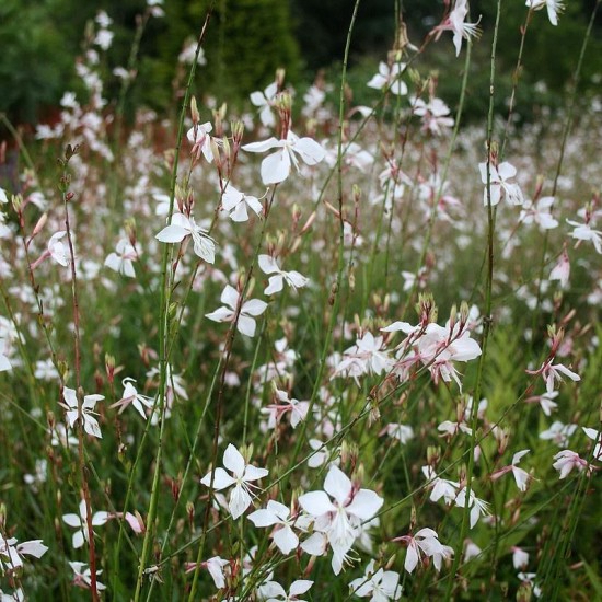 Le Gaura Lindheimeri - Les Doigts Fleuris