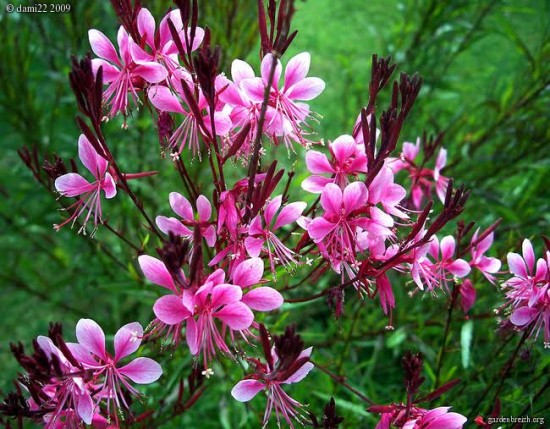 Le Gaura Lindheimeri - Les Doigts Fleuris
