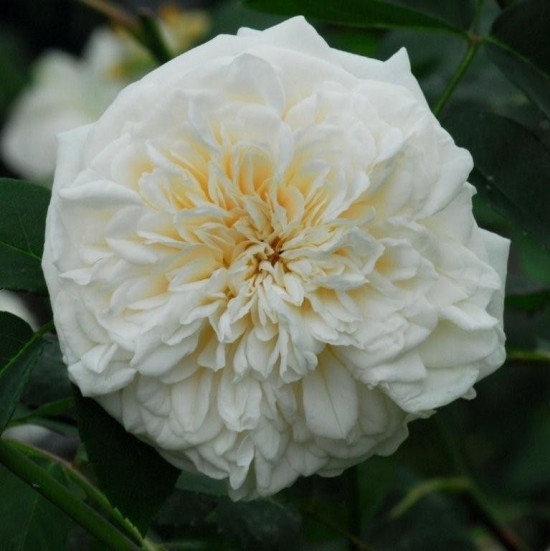 Rosier Sombreuil - Les Doigts Fleuris