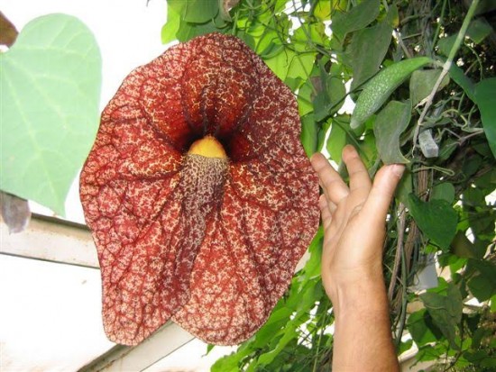 Une plante grimpante aux fleurs géantes, l'aristoloche ! - blog jardin