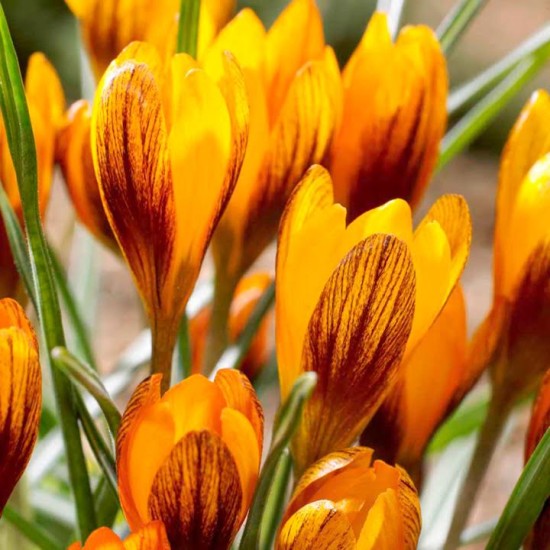 Crocus « orange Monarch » - Les Doigts Fleuris