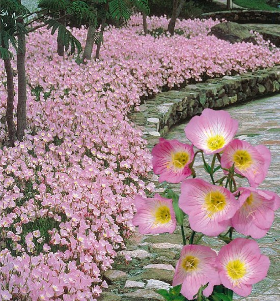 Le Primevère rose du Missouri ou Oenothera Siskiyou - Les Doigts Fleuris