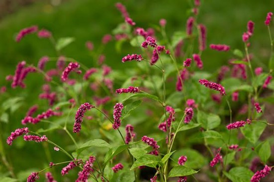 La persicaria orientale - Les Doigts Fleuris