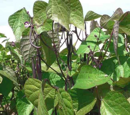 Un engrais vert facile à utiliser au potager, les racines de haricots ! - blog jardin
