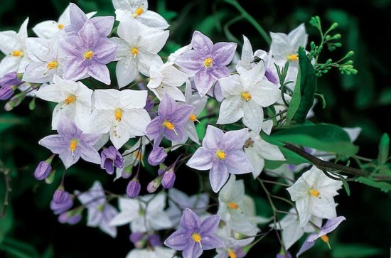 Solanum Jasminoides ou Morelle Faux Jasmin - Les Doigts Fleuris