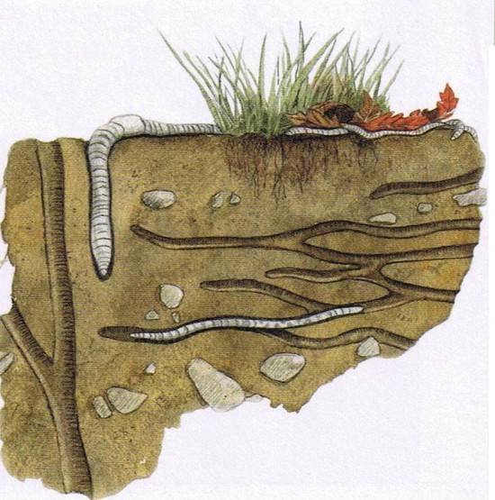 Les vers de terre: des aides précieuses qui soulagent le dos des jardiniers ! - Les Doigts Fleuris
