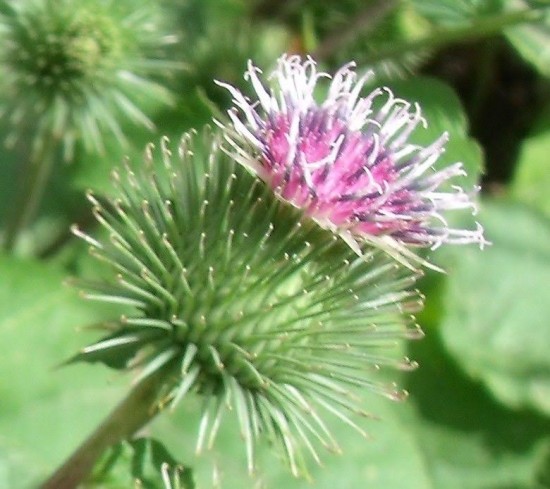 La Bardane, le secret du Velcro - Les Doigts Fleuris