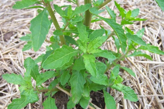 l'epazote traitement bio - Les Doigts Fleuris