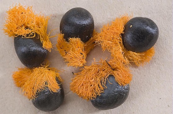 Graine de strélitzia - Les Doigts Fleuris