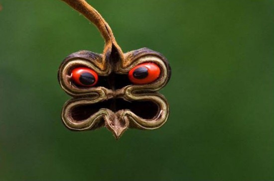 Graine d'abrus precatorius - Les Doigts Fleuris