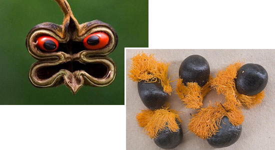 Graine de strélitzia et d'abrus precatorius - Les Doigts Fleuris 