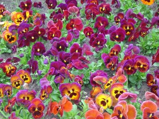 Des pensées pour tout l’hiver - Les Doigts Fleuris