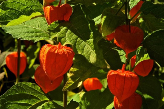 Physalis Alkekengi - Les Doigts Fleuris