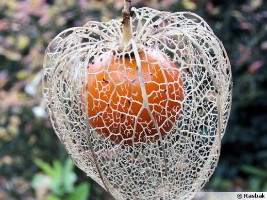 Physalis Alkekengi - Les Doigts Fleuris