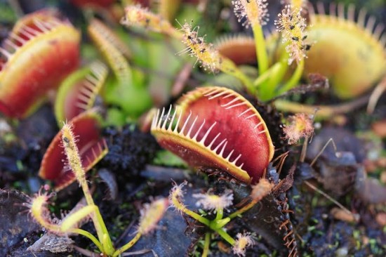 La plante carnivore "attrape mouche" - Les Doigts Fleuris