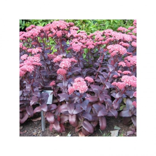 Sédum Purple Emperor - Les Doigts Fleuris