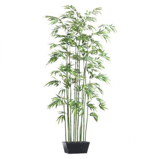 Le bambou - ces plantes qui diffusent de l’énergie positive - Les Doigts Fleuris