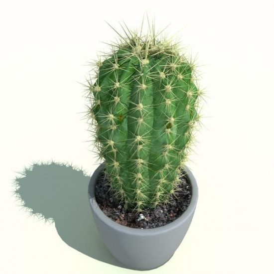Le cactus - ces plantes qui diffusent de l’énergie positive - Les Doigts Fleuris