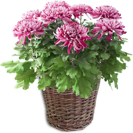 Le chrysantheme - ces plantes qui diffusent de l’énergie positive - Les Doigts Fleuris