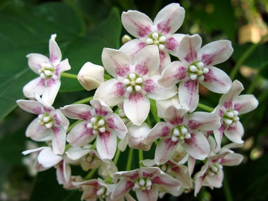 le wattakaka - Les Doigts Fleuris