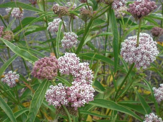 Asclepias, soie d’Amérique ou le soyer du québec - Les Doigts Fleuris