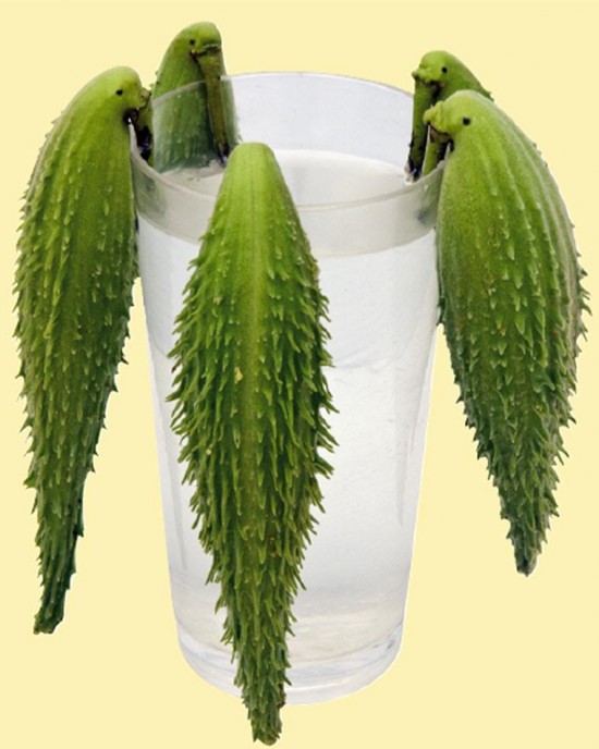 Asclepias, soie d’Amérique ou le soyer du québec - Les Doigts Fleuris