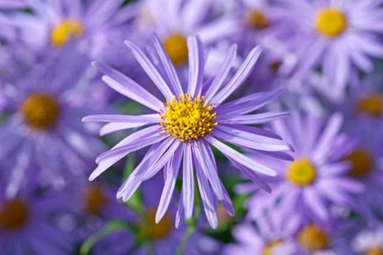 Aster Frikartii ‘Mônch’ - Les Doigts Fleuris