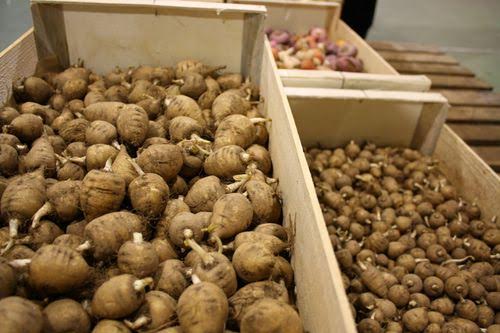 Cerfeuil Tubéreux - Les Doigts Fleuris