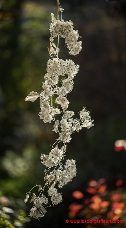 Guirlande de Noël argentée en Clématite Sauvage - Les Doigts Fleuris