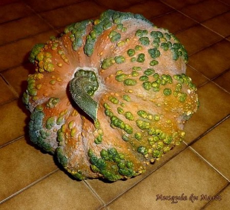 courge-musquee-du-maroc
