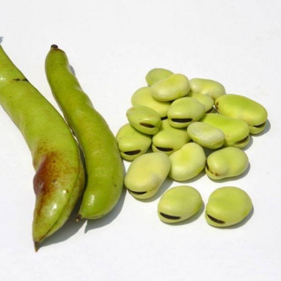 Dans votre potager, plantez des fèves - Les Doigts Fleuris