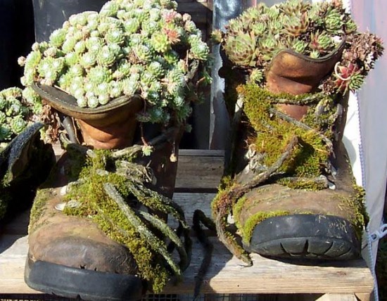 Amusez-vous avec les Joubarbes - Les Doigts Fleuris