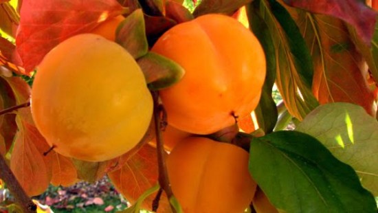 Le kaki, fruit du Plaquemier - Les Doigts Fleuris