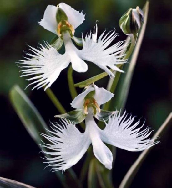 L’Orchidée Colombe, Une Fleur Qui Respire La Paix !