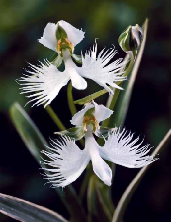 Orchidée Colombe - Les Doigts Fleuris