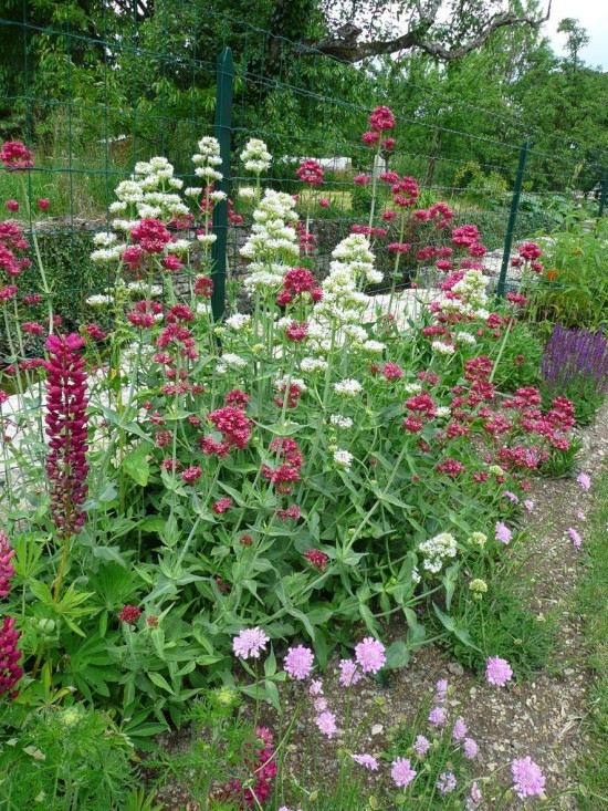 plantes vagabondes - Les Doigts Fleuris