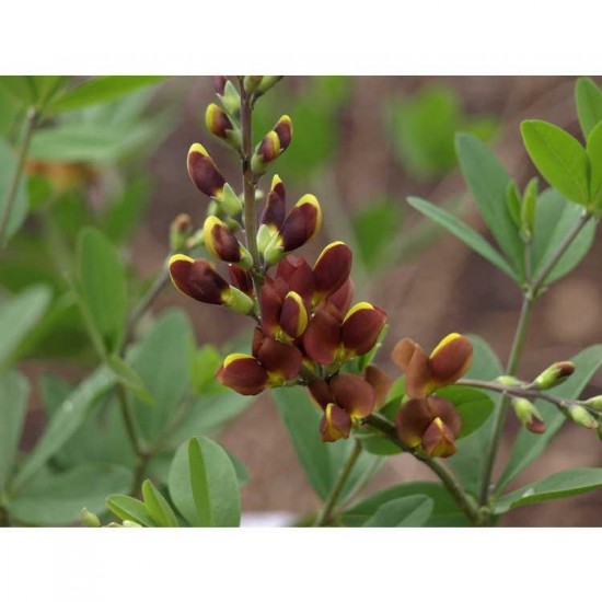 vivace - Baptisia « cherries Jubilée »